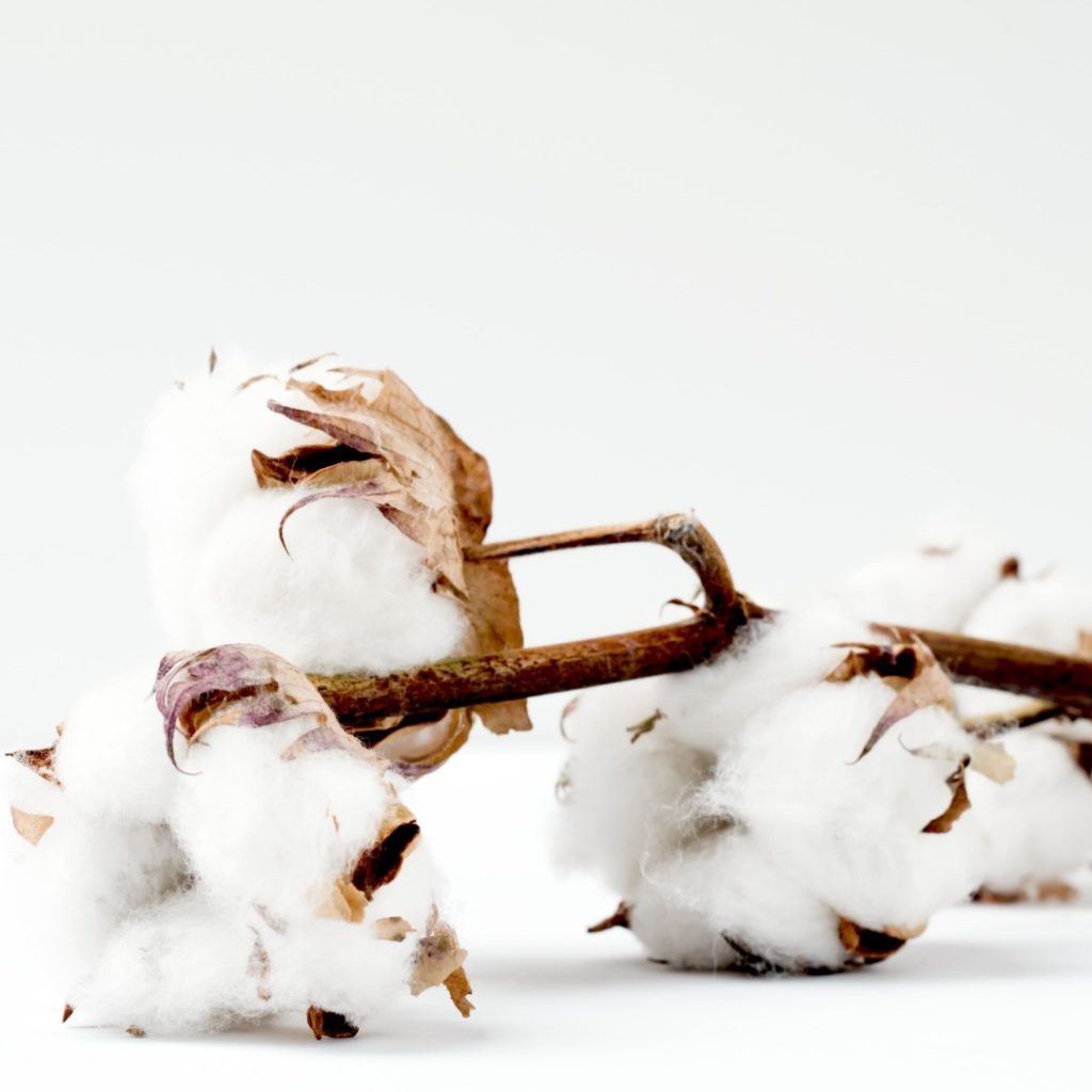 Ethically Sourcing cotton from a sustainable Supply Chain