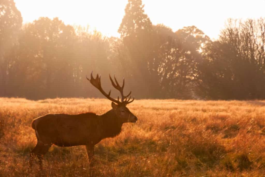 Richmond Park| Ethical Brand Directory Blog | Best Parks in London for Outdoor Socialising